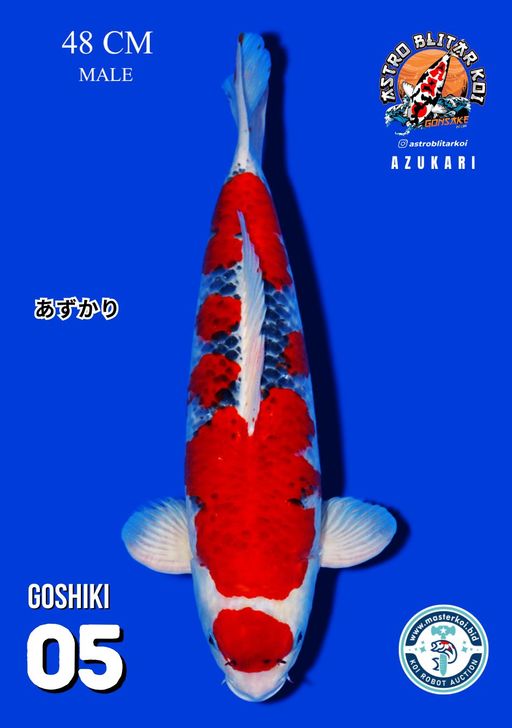 Lelang Koi Online, Jual Beli Ikan Koi, Pusat Jual Beli Koi, Info Lelang Koi Hari Ini, Platform Jual Beli Koi, Jual Beli Ikan Koi Online, Marketplace Ikan Koi, Jual Koi Terbaik, Tempat Beli Koi Berkualitas, Pasar Ikan Koi Online Terpercaya, Penjual Ikan Koi Terpercaya, Beli Koi Hias Online, Ikan Koi untuk Dijual, Koi Kualitas Terbaik, Toko Online Ikan Koi, Koi Hias Untuk Dijual, Jual Beli Ikan Koi Lokal, Koi Indonesia Online, Pusat Jual Beli Koi Terbesar