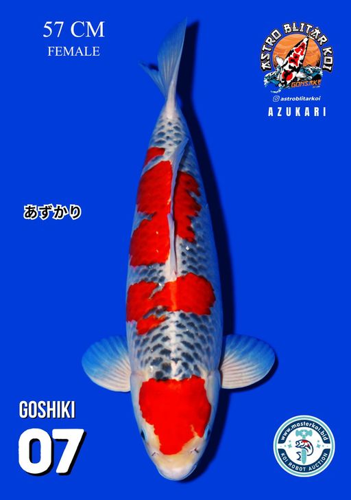 Lelang Koi Online, Jual Beli Ikan Koi, Pusat Jual Beli Koi, Info Lelang Koi Hari Ini, Platform Jual Beli Koi, Jual Beli Ikan Koi Online, Marketplace Ikan Koi, Jual Koi Terbaik, Tempat Beli Koi Berkualitas, Pasar Ikan Koi Online Terpercaya, Penjual Ikan Koi Terpercaya, Beli Koi Hias Online, Ikan Koi untuk Dijual, Koi Kualitas Terbaik, Toko Online Ikan Koi, Koi Hias Untuk Dijual, Jual Beli Ikan Koi Lokal, Koi Indonesia Online, Pusat Jual Beli Koi Terbesar