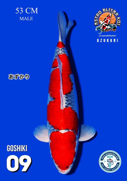 Lelang Koi Online, Jual Beli Ikan Koi, Pusat Jual Beli Koi, Info Lelang Koi Hari Ini, Platform Jual Beli Koi, Jual Beli Ikan Koi Online, Marketplace Ikan Koi, Jual Koi Terbaik, Tempat Beli Koi Berkualitas, Pasar Ikan Koi Online Terpercaya, Penjual Ikan Koi Terpercaya, Beli Koi Hias Online, Ikan Koi untuk Dijual, Koi Kualitas Terbaik, Toko Online Ikan Koi, Koi Hias Untuk Dijual, Jual Beli Ikan Koi Lokal, Koi Indonesia Online, Pusat Jual Beli Koi Terbesar