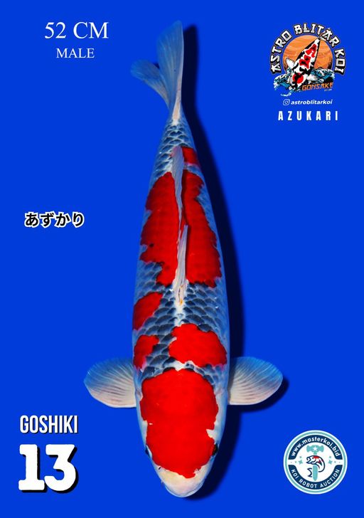 Lelang Koi Online, Jual Beli Ikan Koi, Pusat Jual Beli Koi, Info Lelang Koi Hari Ini, Platform Jual Beli Koi, Jual Beli Ikan Koi Online, Marketplace Ikan Koi, Jual Koi Terbaik, Tempat Beli Koi Berkualitas, Pasar Ikan Koi Online Terpercaya, Penjual Ikan Koi Terpercaya, Beli Koi Hias Online, Ikan Koi untuk Dijual, Koi Kualitas Terbaik, Toko Online Ikan Koi, Koi Hias Untuk Dijual, Jual Beli Ikan Koi Lokal, Koi Indonesia Online, Pusat Jual Beli Koi Terbesar