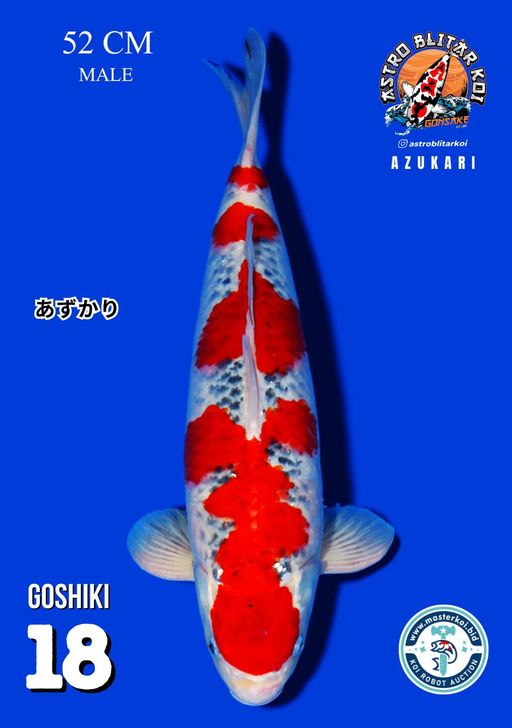 Lelang Koi Online, Jual Beli Ikan Koi, Pusat Jual Beli Koi, Info Lelang Koi Hari Ini, Platform Jual Beli Koi, Jual Beli Ikan Koi Online, Marketplace Ikan Koi, Jual Koi Terbaik, Tempat Beli Koi Berkualitas, Pasar Ikan Koi Online Terpercaya, Penjual Ikan Koi Terpercaya, Beli Koi Hias Online, Ikan Koi untuk Dijual, Koi Kualitas Terbaik, Toko Online Ikan Koi, Koi Hias Untuk Dijual, Jual Beli Ikan Koi Lokal, Koi Indonesia Online, Pusat Jual Beli Koi Terbesar