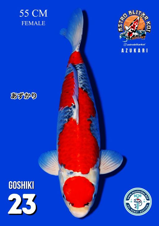 Lelang Koi Online, Jual Beli Ikan Koi, Pusat Jual Beli Koi, Info Lelang Koi Hari Ini, Platform Jual Beli Koi, Jual Beli Ikan Koi Online, Marketplace Ikan Koi, Jual Koi Terbaik, Tempat Beli Koi Berkualitas, Pasar Ikan Koi Online Terpercaya, Penjual Ikan Koi Terpercaya, Beli Koi Hias Online, Ikan Koi untuk Dijual, Koi Kualitas Terbaik, Toko Online Ikan Koi, Koi Hias Untuk Dijual, Jual Beli Ikan Koi Lokal, Koi Indonesia Online, Pusat Jual Beli Koi Terbesar