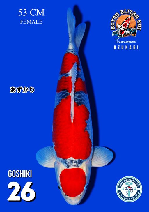 Lelang Koi Online, Jual Beli Ikan Koi, Pusat Jual Beli Koi, Info Lelang Koi Hari Ini, Platform Jual Beli Koi, Jual Beli Ikan Koi Online, Marketplace Ikan Koi, Jual Koi Terbaik, Tempat Beli Koi Berkualitas, Pasar Ikan Koi Online Terpercaya, Penjual Ikan Koi Terpercaya, Beli Koi Hias Online, Ikan Koi untuk Dijual, Koi Kualitas Terbaik, Toko Online Ikan Koi, Koi Hias Untuk Dijual, Jual Beli Ikan Koi Lokal, Koi Indonesia Online, Pusat Jual Beli Koi Terbesar