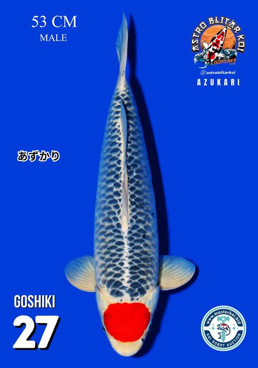 Lelang Koi Online, Jual Beli Ikan Koi, Pusat Jual Beli Koi, Info Lelang Koi Hari Ini, Platform Jual Beli Koi, Jual Beli Ikan Koi Online, Marketplace Ikan Koi, Jual Koi Terbaik, Tempat Beli Koi Berkualitas, Pasar Ikan Koi Online Terpercaya, Penjual Ikan Koi Terpercaya, Beli Koi Hias Online, Ikan Koi untuk Dijual, Koi Kualitas Terbaik, Toko Online Ikan Koi, Koi Hias Untuk Dijual, Jual Beli Ikan Koi Lokal, Koi Indonesia Online, Pusat Jual Beli Koi Terbesar