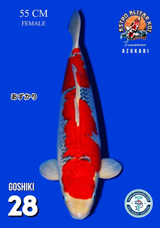 Lelang Koi Online, Jual Beli Ikan Koi, Pusat Jual Beli Koi, Info Lelang Koi Hari Ini, Platform Jual Beli Koi, Jual Beli Ikan Koi Online, Marketplace Ikan Koi, Jual Koi Terbaik, Tempat Beli Koi Berkualitas, Pasar Ikan Koi Online Terpercaya, Penjual Ikan Koi Terpercaya, Beli Koi Hias Online, Ikan Koi untuk Dijual, Koi Kualitas Terbaik, Toko Online Ikan Koi, Koi Hias Untuk Dijual, Jual Beli Ikan Koi Lokal, Koi Indonesia Online, Pusat Jual Beli Koi Terbesar