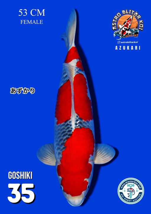 Lelang Koi Online, Jual Beli Ikan Koi, Pusat Jual Beli Koi, Info Lelang Koi Hari Ini, Platform Jual Beli Koi, Jual Beli Ikan Koi Online, Marketplace Ikan Koi, Jual Koi Terbaik, Tempat Beli Koi Berkualitas, Pasar Ikan Koi Online Terpercaya, Penjual Ikan Koi Terpercaya, Beli Koi Hias Online, Ikan Koi untuk Dijual, Koi Kualitas Terbaik, Toko Online Ikan Koi, Koi Hias Untuk Dijual, Jual Beli Ikan Koi Lokal, Koi Indonesia Online, Pusat Jual Beli Koi Terbesar