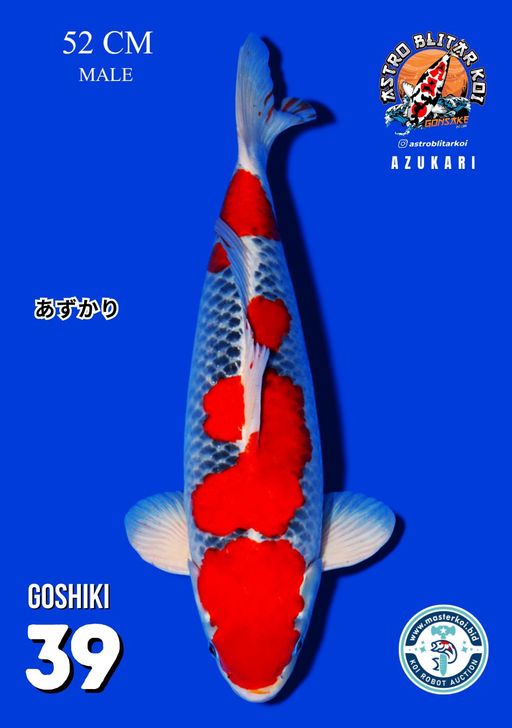 Lelang Koi Online, Jual Beli Ikan Koi, Pusat Jual Beli Koi, Info Lelang Koi Hari Ini, Platform Jual Beli Koi, Jual Beli Ikan Koi Online, Marketplace Ikan Koi, Jual Koi Terbaik, Tempat Beli Koi Berkualitas, Pasar Ikan Koi Online Terpercaya, Penjual Ikan Koi Terpercaya, Beli Koi Hias Online, Ikan Koi untuk Dijual, Koi Kualitas Terbaik, Toko Online Ikan Koi, Koi Hias Untuk Dijual, Jual Beli Ikan Koi Lokal, Koi Indonesia Online, Pusat Jual Beli Koi Terbesar