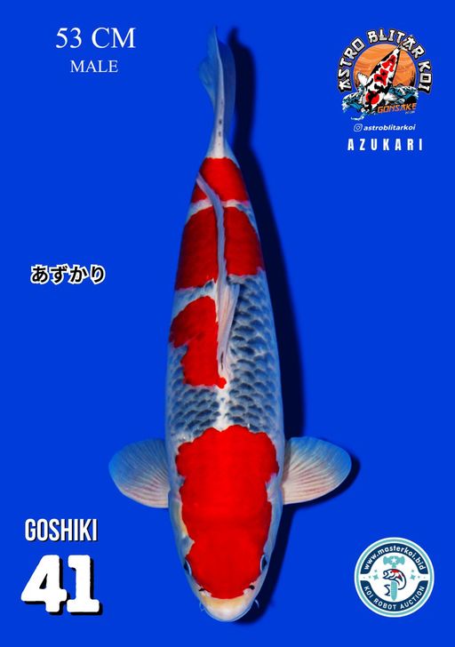 Lelang Koi Online, Jual Beli Ikan Koi, Pusat Jual Beli Koi, Info Lelang Koi Hari Ini, Platform Jual Beli Koi, Jual Beli Ikan Koi Online, Marketplace Ikan Koi, Jual Koi Terbaik, Tempat Beli Koi Berkualitas, Pasar Ikan Koi Online Terpercaya, Penjual Ikan Koi Terpercaya, Beli Koi Hias Online, Ikan Koi untuk Dijual, Koi Kualitas Terbaik, Toko Online Ikan Koi, Koi Hias Untuk Dijual, Jual Beli Ikan Koi Lokal, Koi Indonesia Online, Pusat Jual Beli Koi Terbesar