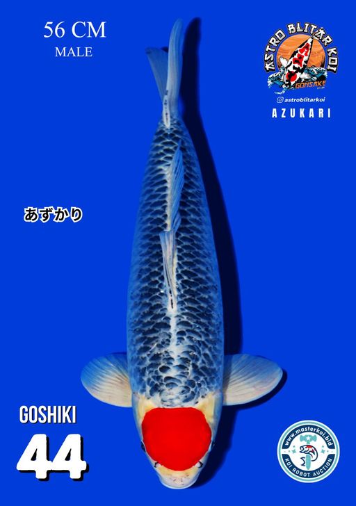 Lelang Koi Online, Jual Beli Ikan Koi, Pusat Jual Beli Koi, Info Lelang Koi Hari Ini, Platform Jual Beli Koi, Jual Beli Ikan Koi Online, Marketplace Ikan Koi, Jual Koi Terbaik, Tempat Beli Koi Berkualitas, Pasar Ikan Koi Online Terpercaya, Penjual Ikan Koi Terpercaya, Beli Koi Hias Online, Ikan Koi untuk Dijual, Koi Kualitas Terbaik, Toko Online Ikan Koi, Koi Hias Untuk Dijual, Jual Beli Ikan Koi Lokal, Koi Indonesia Online, Pusat Jual Beli Koi Terbesar