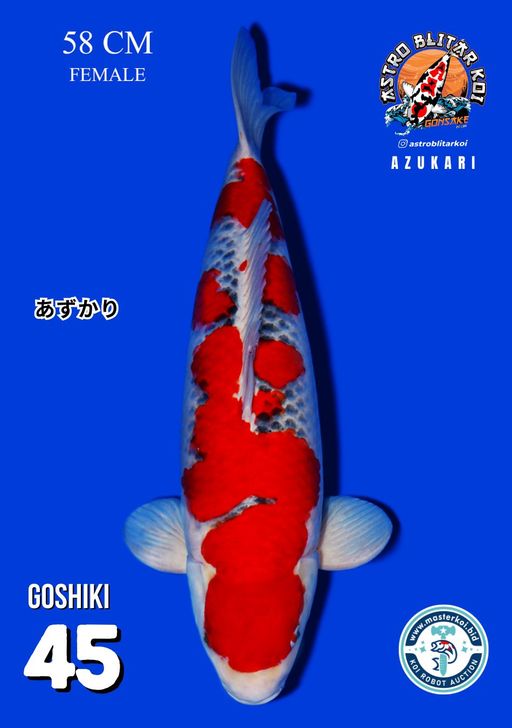 Lelang Koi Online, Jual Beli Ikan Koi, Pusat Jual Beli Koi, Info Lelang Koi Hari Ini, Platform Jual Beli Koi, Jual Beli Ikan Koi Online, Marketplace Ikan Koi, Jual Koi Terbaik, Tempat Beli Koi Berkualitas, Pasar Ikan Koi Online Terpercaya, Penjual Ikan Koi Terpercaya, Beli Koi Hias Online, Ikan Koi untuk Dijual, Koi Kualitas Terbaik, Toko Online Ikan Koi, Koi Hias Untuk Dijual, Jual Beli Ikan Koi Lokal, Koi Indonesia Online, Pusat Jual Beli Koi Terbesar