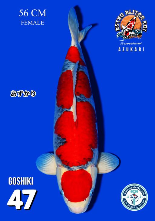 Lelang Koi Online, Jual Beli Ikan Koi, Pusat Jual Beli Koi, Info Lelang Koi Hari Ini, Platform Jual Beli Koi, Jual Beli Ikan Koi Online, Marketplace Ikan Koi, Jual Koi Terbaik, Tempat Beli Koi Berkualitas, Pasar Ikan Koi Online Terpercaya, Penjual Ikan Koi Terpercaya, Beli Koi Hias Online, Ikan Koi untuk Dijual, Koi Kualitas Terbaik, Toko Online Ikan Koi, Koi Hias Untuk Dijual, Jual Beli Ikan Koi Lokal, Koi Indonesia Online, Pusat Jual Beli Koi Terbesar