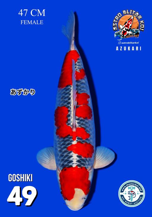 Lelang Koi Online, Jual Beli Ikan Koi, Pusat Jual Beli Koi, Info Lelang Koi Hari Ini, Platform Jual Beli Koi, Jual Beli Ikan Koi Online, Marketplace Ikan Koi, Jual Koi Terbaik, Tempat Beli Koi Berkualitas, Pasar Ikan Koi Online Terpercaya, Penjual Ikan Koi Terpercaya, Beli Koi Hias Online, Ikan Koi untuk Dijual, Koi Kualitas Terbaik, Toko Online Ikan Koi, Koi Hias Untuk Dijual, Jual Beli Ikan Koi Lokal, Koi Indonesia Online, Pusat Jual Beli Koi Terbesar