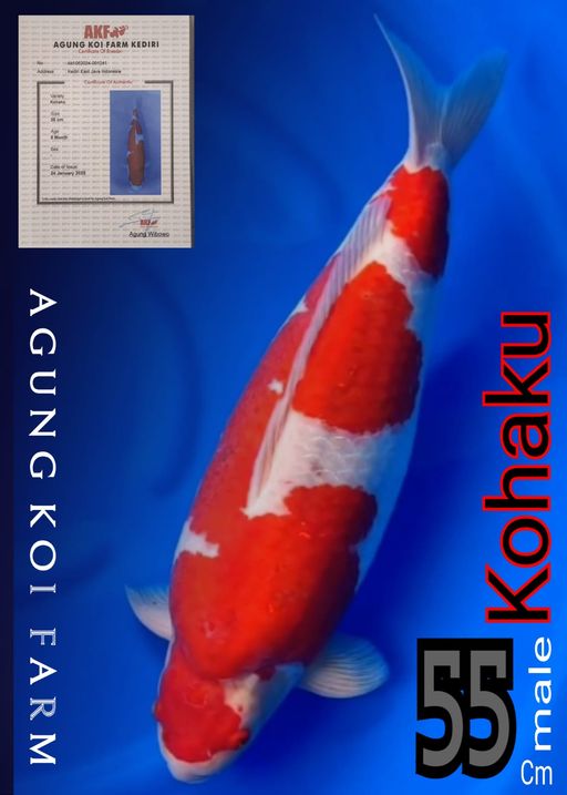 Lelang Koi Online, Jual Beli Ikan Koi, Pusat Jual Beli Koi, Info Lelang Koi Hari Ini, Platform Jual Beli Koi, Jual Beli Ikan Koi Online, Marketplace Ikan Koi, Jual Koi Terbaik, Tempat Beli Koi Berkualitas, Pasar Ikan Koi Online Terpercaya, Penjual Ikan Koi Terpercaya, Beli Koi Hias Online, Ikan Koi untuk Dijual, Koi Kualitas Terbaik, Toko Online Ikan Koi, Koi Hias Untuk Dijual, Jual Beli Ikan Koi Lokal, Koi Indonesia Online, Pusat Jual Beli Koi Terbesar