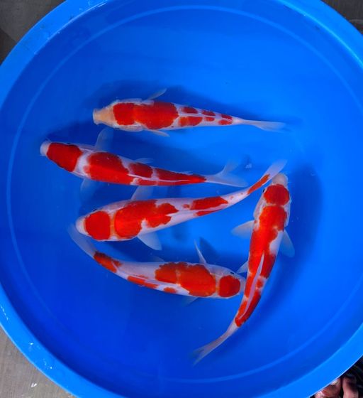 Lelang Koi Online, Jual Beli Ikan Koi, Pusat Jual Beli Koi, Info Lelang Koi Hari Ini, Platform Jual Beli Koi, Jual Beli Ikan Koi Online, Marketplace Ikan Koi, Jual Koi Terbaik, Tempat Beli Koi Berkualitas, Pasar Ikan Koi Online Terpercaya, Penjual Ikan Koi Terpercaya, Beli Koi Hias Online, Ikan Koi untuk Dijual, Koi Kualitas Terbaik, Toko Online Ikan Koi, Koi Hias Untuk Dijual, Jual Beli Ikan Koi Lokal, Koi Indonesia Online, Pusat Jual Beli Koi Terbesar