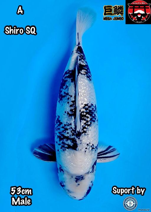 Lelang Koi Online, Jual Beli Ikan Koi, Pusat Jual Beli Koi, Info Lelang Koi Hari Ini, Platform Jual Beli Koi, Jual Beli Ikan Koi Online, Marketplace Ikan Koi, Jual Koi Terbaik, Tempat Beli Koi Berkualitas, Pasar Ikan Koi Online Terpercaya, Penjual Ikan Koi Terpercaya, Beli Koi Hias Online, Ikan Koi untuk Dijual, Koi Kualitas Terbaik, Toko Online Ikan Koi, Koi Hias Untuk Dijual, Jual Beli Ikan Koi Lokal, Koi Indonesia Online, Pusat Jual Beli Koi Terbesar