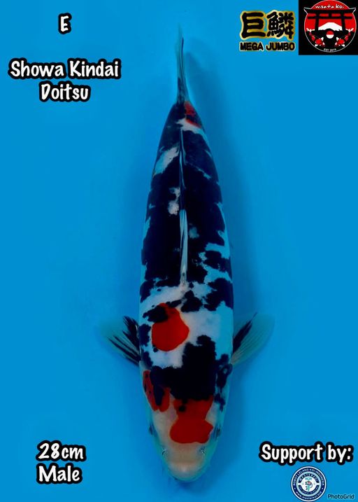Lelang Koi Online, Jual Beli Ikan Koi, Pusat Jual Beli Koi, Info Lelang Koi Hari Ini, Platform Jual Beli Koi, Jual Beli Ikan Koi Online, Marketplace Ikan Koi, Jual Koi Terbaik, Tempat Beli Koi Berkualitas, Pasar Ikan Koi Online Terpercaya, Penjual Ikan Koi Terpercaya, Beli Koi Hias Online, Ikan Koi untuk Dijual, Koi Kualitas Terbaik, Toko Online Ikan Koi, Koi Hias Untuk Dijual, Jual Beli Ikan Koi Lokal, Koi Indonesia Online, Pusat Jual Beli Koi Terbesar