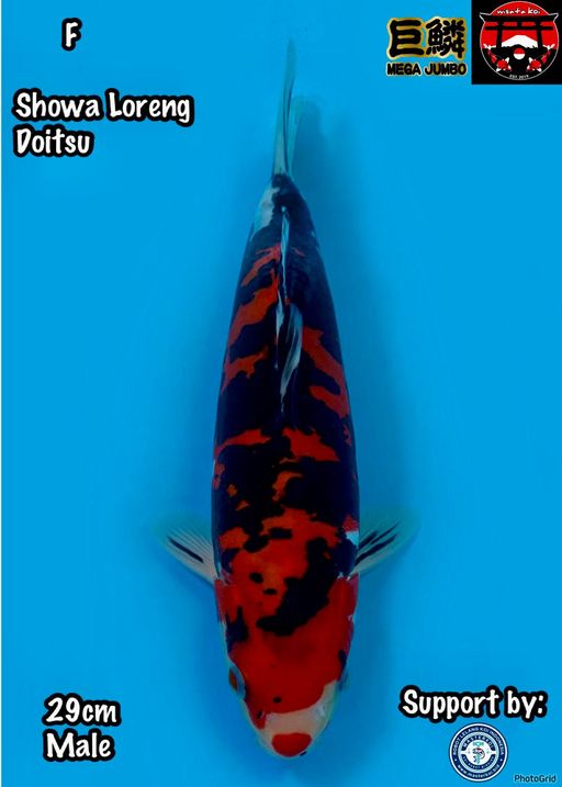Lelang Koi Online, Jual Beli Ikan Koi, Pusat Jual Beli Koi, Info Lelang Koi Hari Ini, Platform Jual Beli Koi, Jual Beli Ikan Koi Online, Marketplace Ikan Koi, Jual Koi Terbaik, Tempat Beli Koi Berkualitas, Pasar Ikan Koi Online Terpercaya, Penjual Ikan Koi Terpercaya, Beli Koi Hias Online, Ikan Koi untuk Dijual, Koi Kualitas Terbaik, Toko Online Ikan Koi, Koi Hias Untuk Dijual, Jual Beli Ikan Koi Lokal, Koi Indonesia Online, Pusat Jual Beli Koi Terbesar