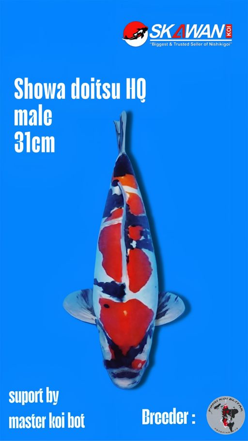 Lelang Koi Online, Jual Beli Ikan Koi, Pusat Jual Beli Koi, Info Lelang Koi Hari Ini, Platform Jual Beli Koi, Jual Beli Ikan Koi Online, Marketplace Ikan Koi, Jual Koi Terbaik, Tempat Beli Koi Berkualitas, Pasar Ikan Koi Online Terpercaya, Penjual Ikan Koi Terpercaya, Beli Koi Hias Online, Ikan Koi untuk Dijual, Koi Kualitas Terbaik, Toko Online Ikan Koi, Koi Hias Untuk Dijual, Jual Beli Ikan Koi Lokal, Koi Indonesia Online, Pusat Jual Beli Koi Terbesar