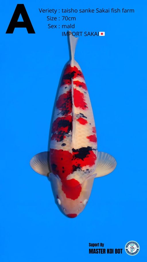 Lelang Koi Online, Jual Beli Ikan Koi, Pusat Jual Beli Koi, Info Lelang Koi Hari Ini, Platform Jual Beli Koi, Jual Beli Ikan Koi Online, Marketplace Ikan Koi, Jual Koi Terbaik, Tempat Beli Koi Berkualitas, Pasar Ikan Koi Online Terpercaya, Penjual Ikan Koi Terpercaya, Beli Koi Hias Online, Ikan Koi untuk Dijual, Koi Kualitas Terbaik, Toko Online Ikan Koi, Koi Hias Untuk Dijual, Jual Beli Ikan Koi Lokal, Koi Indonesia Online, Pusat Jual Beli Koi Terbesar