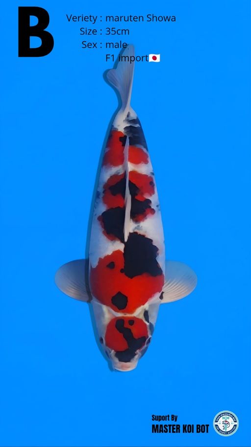 Lelang Koi Online, Jual Beli Ikan Koi, Pusat Jual Beli Koi, Info Lelang Koi Hari Ini, Platform Jual Beli Koi, Jual Beli Ikan Koi Online, Marketplace Ikan Koi, Jual Koi Terbaik, Tempat Beli Koi Berkualitas, Pasar Ikan Koi Online Terpercaya, Penjual Ikan Koi Terpercaya, Beli Koi Hias Online, Ikan Koi untuk Dijual, Koi Kualitas Terbaik, Toko Online Ikan Koi, Koi Hias Untuk Dijual, Jual Beli Ikan Koi Lokal, Koi Indonesia Online, Pusat Jual Beli Koi Terbesar