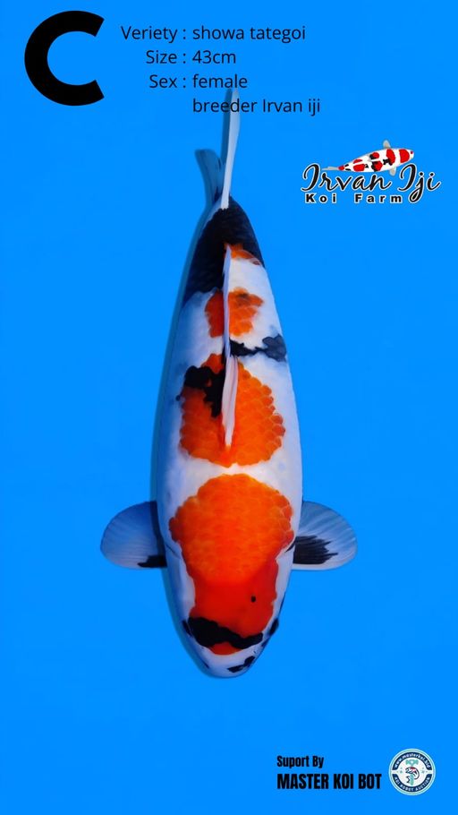 Lelang Koi Online, Jual Beli Ikan Koi, Pusat Jual Beli Koi, Info Lelang Koi Hari Ini, Platform Jual Beli Koi, Jual Beli Ikan Koi Online, Marketplace Ikan Koi, Jual Koi Terbaik, Tempat Beli Koi Berkualitas, Pasar Ikan Koi Online Terpercaya, Penjual Ikan Koi Terpercaya, Beli Koi Hias Online, Ikan Koi untuk Dijual, Koi Kualitas Terbaik, Toko Online Ikan Koi, Koi Hias Untuk Dijual, Jual Beli Ikan Koi Lokal, Koi Indonesia Online, Pusat Jual Beli Koi Terbesar