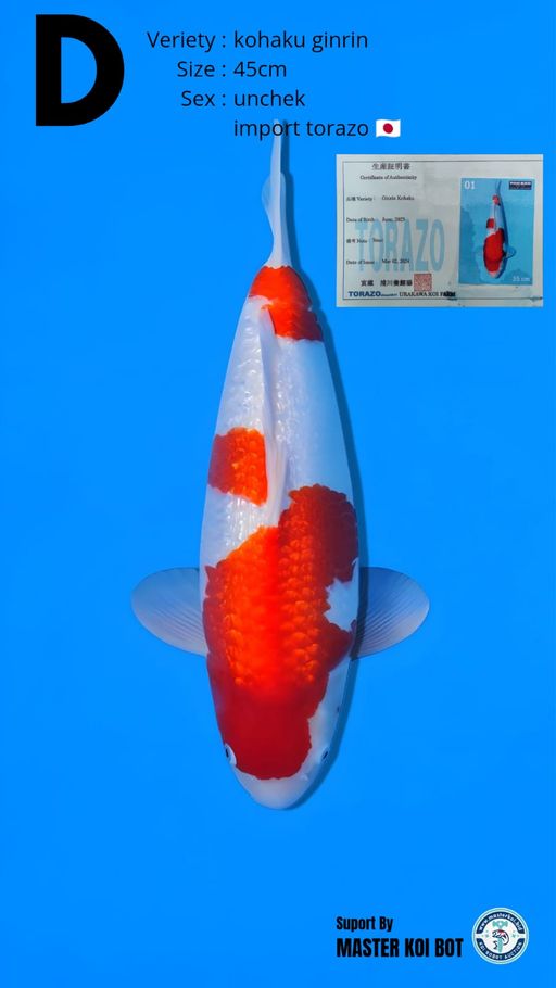 Lelang Koi Online, Jual Beli Ikan Koi, Pusat Jual Beli Koi, Info Lelang Koi Hari Ini, Platform Jual Beli Koi, Jual Beli Ikan Koi Online, Marketplace Ikan Koi, Jual Koi Terbaik, Tempat Beli Koi Berkualitas, Pasar Ikan Koi Online Terpercaya, Penjual Ikan Koi Terpercaya, Beli Koi Hias Online, Ikan Koi untuk Dijual, Koi Kualitas Terbaik, Toko Online Ikan Koi, Koi Hias Untuk Dijual, Jual Beli Ikan Koi Lokal, Koi Indonesia Online, Pusat Jual Beli Koi Terbesar