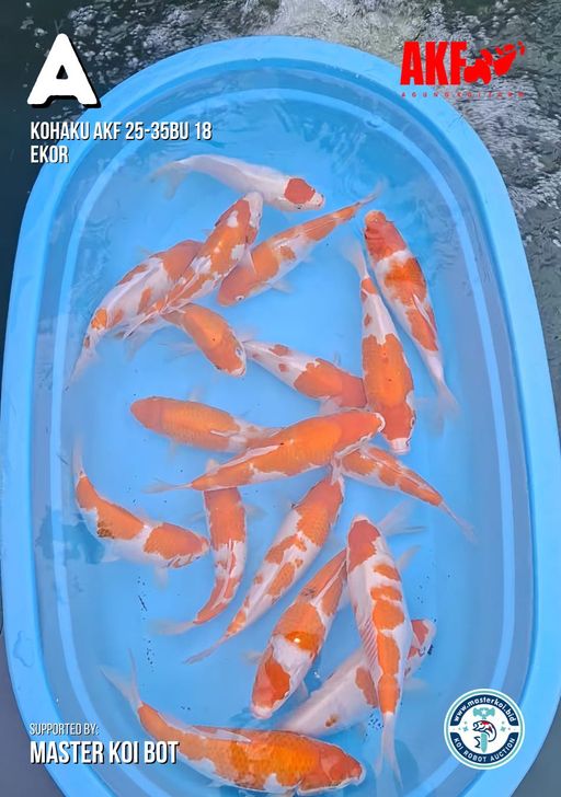 Lelang Koi Online, Jual Beli Ikan Koi, Pusat Jual Beli Koi, Info Lelang Koi Hari Ini, Platform Jual Beli Koi, Jual Beli Ikan Koi Online, Marketplace Ikan Koi, Jual Koi Terbaik, Tempat Beli Koi Berkualitas, Pasar Ikan Koi Online Terpercaya, Penjual Ikan Koi Terpercaya, Beli Koi Hias Online, Ikan Koi untuk Dijual, Koi Kualitas Terbaik, Toko Online Ikan Koi, Koi Hias Untuk Dijual, Jual Beli Ikan Koi Lokal, Koi Indonesia Online, Pusat Jual Beli Koi Terbesar