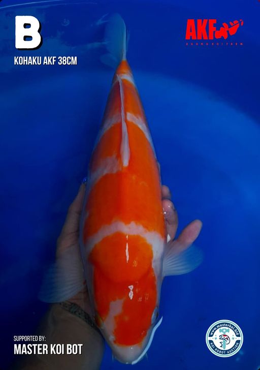 Lelang Koi Online, Jual Beli Ikan Koi, Pusat Jual Beli Koi, Info Lelang Koi Hari Ini, Platform Jual Beli Koi, Jual Beli Ikan Koi Online, Marketplace Ikan Koi, Jual Koi Terbaik, Tempat Beli Koi Berkualitas, Pasar Ikan Koi Online Terpercaya, Penjual Ikan Koi Terpercaya, Beli Koi Hias Online, Ikan Koi untuk Dijual, Koi Kualitas Terbaik, Toko Online Ikan Koi, Koi Hias Untuk Dijual, Jual Beli Ikan Koi Lokal, Koi Indonesia Online, Pusat Jual Beli Koi Terbesar