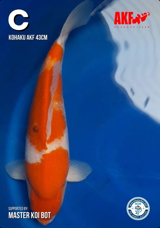 Lelang Koi Online, Jual Beli Ikan Koi, Pusat Jual Beli Koi, Info Lelang Koi Hari Ini, Platform Jual Beli Koi, Jual Beli Ikan Koi Online, Marketplace Ikan Koi, Jual Koi Terbaik, Tempat Beli Koi Berkualitas, Pasar Ikan Koi Online Terpercaya, Penjual Ikan Koi Terpercaya, Beli Koi Hias Online, Ikan Koi untuk Dijual, Koi Kualitas Terbaik, Toko Online Ikan Koi, Koi Hias Untuk Dijual, Jual Beli Ikan Koi Lokal, Koi Indonesia Online, Pusat Jual Beli Koi Terbesar
