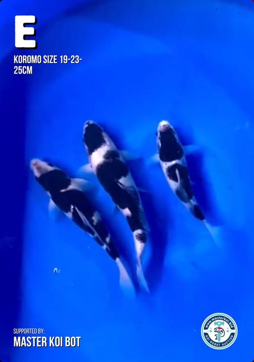 Lelang Koi Online, Jual Beli Ikan Koi, Pusat Jual Beli Koi, Info Lelang Koi Hari Ini, Platform Jual Beli Koi, Jual Beli Ikan Koi Online, Marketplace Ikan Koi, Jual Koi Terbaik, Tempat Beli Koi Berkualitas, Pasar Ikan Koi Online Terpercaya, Penjual Ikan Koi Terpercaya, Beli Koi Hias Online, Ikan Koi untuk Dijual, Koi Kualitas Terbaik, Toko Online Ikan Koi, Koi Hias Untuk Dijual, Jual Beli Ikan Koi Lokal, Koi Indonesia Online, Pusat Jual Beli Koi Terbesar