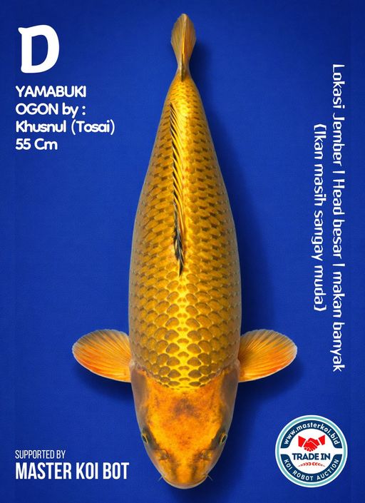 Lelang Koi Online, Jual Beli Ikan Koi, Pusat Jual Beli Koi, Info Lelang Koi Hari Ini, Platform Jual Beli Koi, Jual Beli Ikan Koi Online, Marketplace Ikan Koi, Jual Koi Terbaik, Tempat Beli Koi Berkualitas, Pasar Ikan Koi Online Terpercaya, Penjual Ikan Koi Terpercaya, Beli Koi Hias Online, Ikan Koi untuk Dijual, Koi Kualitas Terbaik, Toko Online Ikan Koi, Koi Hias Untuk Dijual, Jual Beli Ikan Koi Lokal, Koi Indonesia Online, Pusat Jual Beli Koi Terbesar