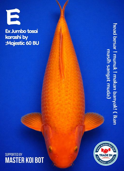 Lelang Koi Online, Jual Beli Ikan Koi, Pusat Jual Beli Koi, Info Lelang Koi Hari Ini, Platform Jual Beli Koi, Jual Beli Ikan Koi Online, Marketplace Ikan Koi, Jual Koi Terbaik, Tempat Beli Koi Berkualitas, Pasar Ikan Koi Online Terpercaya, Penjual Ikan Koi Terpercaya, Beli Koi Hias Online, Ikan Koi untuk Dijual, Koi Kualitas Terbaik, Toko Online Ikan Koi, Koi Hias Untuk Dijual, Jual Beli Ikan Koi Lokal, Koi Indonesia Online, Pusat Jual Beli Koi Terbesar