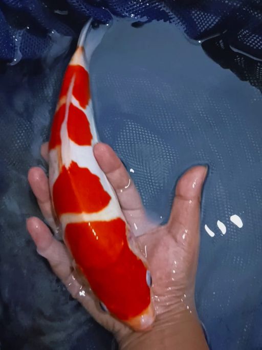 Lelang Koi Online, Jual Beli Ikan Koi, Pusat Jual Beli Koi, Info Lelang Koi Hari Ini, Platform Jual Beli Koi, Jual Beli Ikan Koi Online, Marketplace Ikan Koi, Jual Koi Terbaik, Tempat Beli Koi Berkualitas, Pasar Ikan Koi Online Terpercaya, Penjual Ikan Koi Terpercaya, Beli Koi Hias Online, Ikan Koi untuk Dijual, Koi Kualitas Terbaik, Toko Online Ikan Koi, Koi Hias Untuk Dijual, Jual Beli Ikan Koi Lokal, Koi Indonesia Online, Pusat Jual Beli Koi Terbesar