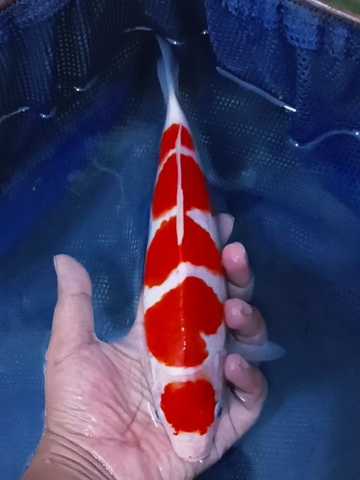 Lelang Koi Online, Jual Beli Ikan Koi, Pusat Jual Beli Koi, Info Lelang Koi Hari Ini, Platform Jual Beli Koi, Jual Beli Ikan Koi Online, Marketplace Ikan Koi, Jual Koi Terbaik, Tempat Beli Koi Berkualitas, Pasar Ikan Koi Online Terpercaya, Penjual Ikan Koi Terpercaya, Beli Koi Hias Online, Ikan Koi untuk Dijual, Koi Kualitas Terbaik, Toko Online Ikan Koi, Koi Hias Untuk Dijual, Jual Beli Ikan Koi Lokal, Koi Indonesia Online, Pusat Jual Beli Koi Terbesar