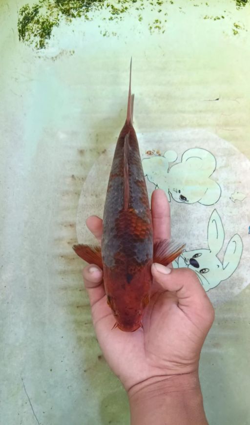 Lelang Koi Online, Jual Beli Ikan Koi, Pusat Jual Beli Koi, Info Lelang Koi Hari Ini, Platform Jual Beli Koi, Jual Beli Ikan Koi Online, Marketplace Ikan Koi, Jual Koi Terbaik, Tempat Beli Koi Berkualitas, Pasar Ikan Koi Online Terpercaya, Penjual Ikan Koi Terpercaya, Beli Koi Hias Online, Ikan Koi untuk Dijual, Koi Kualitas Terbaik, Toko Online Ikan Koi, Koi Hias Untuk Dijual, Jual Beli Ikan Koi Lokal, Koi Indonesia Online, Pusat Jual Beli Koi Terbesar