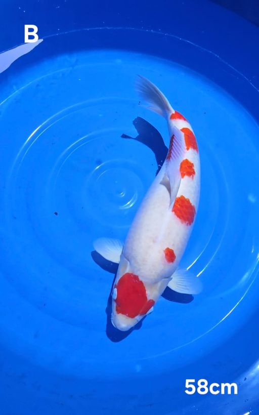 Lelang Koi Online, Jual Beli Ikan Koi, Pusat Jual Beli Koi, Info Lelang Koi Hari Ini, Platform Jual Beli Koi, Jual Beli Ikan Koi Online, Marketplace Ikan Koi, Jual Koi Terbaik, Tempat Beli Koi Berkualitas, Pasar Ikan Koi Online Terpercaya, Penjual Ikan Koi Terpercaya, Beli Koi Hias Online, Ikan Koi untuk Dijual, Koi Kualitas Terbaik, Toko Online Ikan Koi, Koi Hias Untuk Dijual, Jual Beli Ikan Koi Lokal, Koi Indonesia Online, Pusat Jual Beli Koi Terbesar