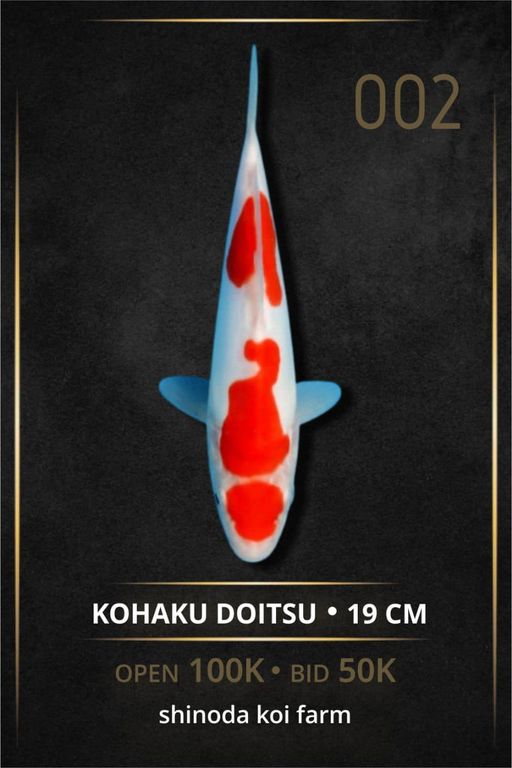 Lelang Koi Online, Jual Beli Ikan Koi, Pusat Jual Beli Koi, Info Lelang Koi Hari Ini, Platform Jual Beli Koi, Jual Beli Ikan Koi Online, Marketplace Ikan Koi, Jual Koi Terbaik, Tempat Beli Koi Berkualitas, Pasar Ikan Koi Online Terpercaya, Penjual Ikan Koi Terpercaya, Beli Koi Hias Online, Ikan Koi untuk Dijual, Koi Kualitas Terbaik, Toko Online Ikan Koi, Koi Hias Untuk Dijual, Jual Beli Ikan Koi Lokal, Koi Indonesia Online, Pusat Jual Beli Koi Terbesar