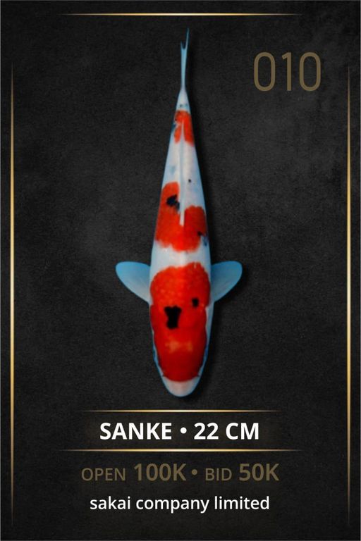 Lelang Koi Online, Jual Beli Ikan Koi, Pusat Jual Beli Koi, Info Lelang Koi Hari Ini, Platform Jual Beli Koi, Jual Beli Ikan Koi Online, Marketplace Ikan Koi, Jual Koi Terbaik, Tempat Beli Koi Berkualitas, Pasar Ikan Koi Online Terpercaya, Penjual Ikan Koi Terpercaya, Beli Koi Hias Online, Ikan Koi untuk Dijual, Koi Kualitas Terbaik, Toko Online Ikan Koi, Koi Hias Untuk Dijual, Jual Beli Ikan Koi Lokal, Koi Indonesia Online, Pusat Jual Beli Koi Terbesar