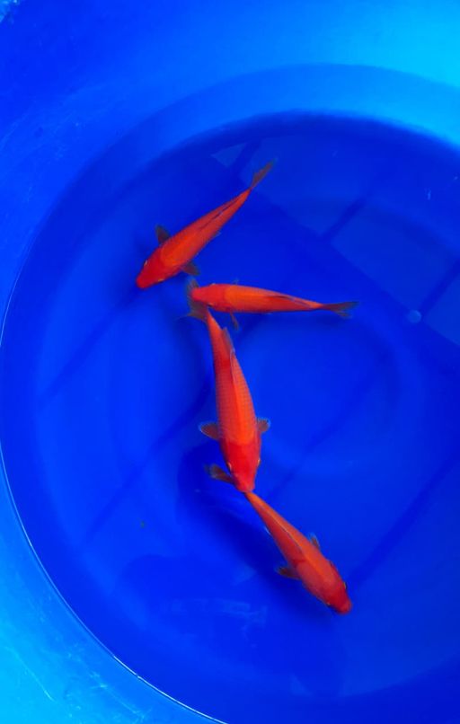 Lelang Koi Online, Jual Beli Ikan Koi, Pusat Jual Beli Koi, Info Lelang Koi Hari Ini, Platform Jual Beli Koi, Jual Beli Ikan Koi Online, Marketplace Ikan Koi, Jual Koi Terbaik, Tempat Beli Koi Berkualitas, Pasar Ikan Koi Online Terpercaya, Penjual Ikan Koi Terpercaya, Beli Koi Hias Online, Ikan Koi untuk Dijual, Koi Kualitas Terbaik, Toko Online Ikan Koi, Koi Hias Untuk Dijual, Jual Beli Ikan Koi Lokal, Koi Indonesia Online, Pusat Jual Beli Koi Terbesar