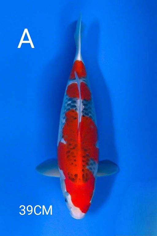 Lelang Koi Online, Jual Beli Ikan Koi, Pusat Jual Beli Koi, Info Lelang Koi Hari Ini, Platform Jual Beli Koi, Jual Beli Ikan Koi Online, Marketplace Ikan Koi, Jual Koi Terbaik, Tempat Beli Koi Berkualitas, Pasar Ikan Koi Online Terpercaya, Penjual Ikan Koi Terpercaya, Beli Koi Hias Online, Ikan Koi untuk Dijual, Koi Kualitas Terbaik, Toko Online Ikan Koi, Koi Hias Untuk Dijual, Jual Beli Ikan Koi Lokal, Koi Indonesia Online, Pusat Jual Beli Koi Terbesar