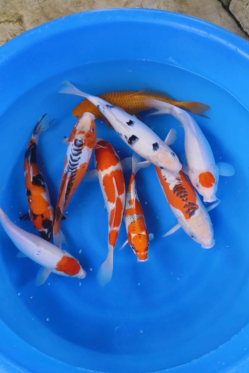 Lelang Koi Online, Jual Beli Ikan Koi, Pusat Jual Beli Koi, Info Lelang Koi Hari Ini, Platform Jual Beli Koi, Jual Beli Ikan Koi Online, Marketplace Ikan Koi, Jual Koi Terbaik, Tempat Beli Koi Berkualitas, Pasar Ikan Koi Online Terpercaya, Penjual Ikan Koi Terpercaya, Beli Koi Hias Online, Ikan Koi untuk Dijual, Koi Kualitas Terbaik, Toko Online Ikan Koi, Koi Hias Untuk Dijual, Jual Beli Ikan Koi Lokal, Koi Indonesia Online, Pusat Jual Beli Koi Terbesar