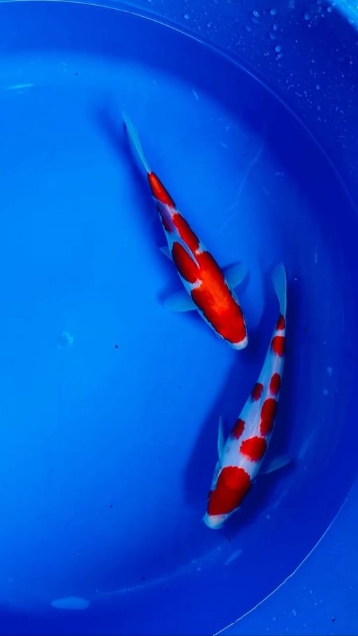 Lelang Koi Online, Jual Beli Ikan Koi, Pusat Jual Beli Koi, Info Lelang Koi Hari Ini, Platform Jual Beli Koi, Jual Beli Ikan Koi Online, Marketplace Ikan Koi, Jual Koi Terbaik, Tempat Beli Koi Berkualitas, Pasar Ikan Koi Online Terpercaya, Penjual Ikan Koi Terpercaya, Beli Koi Hias Online, Ikan Koi untuk Dijual, Koi Kualitas Terbaik, Toko Online Ikan Koi, Koi Hias Untuk Dijual, Jual Beli Ikan Koi Lokal, Koi Indonesia Online, Pusat Jual Beli Koi Terbesar