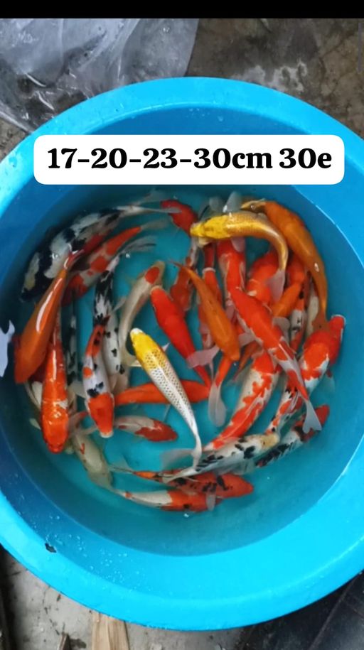 Lelang Koi Online, Jual Beli Ikan Koi, Pusat Jual Beli Koi, Info Lelang Koi Hari Ini, Platform Jual Beli Koi, Jual Beli Ikan Koi Online, Marketplace Ikan Koi, Jual Koi Terbaik, Tempat Beli Koi Berkualitas, Pasar Ikan Koi Online Terpercaya, Penjual Ikan Koi Terpercaya, Beli Koi Hias Online, Ikan Koi untuk Dijual, Koi Kualitas Terbaik, Toko Online Ikan Koi, Koi Hias Untuk Dijual, Jual Beli Ikan Koi Lokal, Koi Indonesia Online, Pusat Jual Beli Koi Terbesar