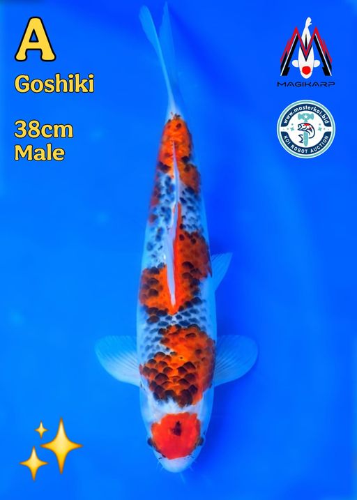 Lelang Koi Online, Jual Beli Ikan Koi, Pusat Jual Beli Koi, Info Lelang Koi Hari Ini, Platform Jual Beli Koi, Jual Beli Ikan Koi Online, Marketplace Ikan Koi, Jual Koi Terbaik, Tempat Beli Koi Berkualitas, Pasar Ikan Koi Online Terpercaya, Penjual Ikan Koi Terpercaya, Beli Koi Hias Online, Ikan Koi untuk Dijual, Koi Kualitas Terbaik, Toko Online Ikan Koi, Koi Hias Untuk Dijual, Jual Beli Ikan Koi Lokal, Koi Indonesia Online, Pusat Jual Beli Koi Terbesar