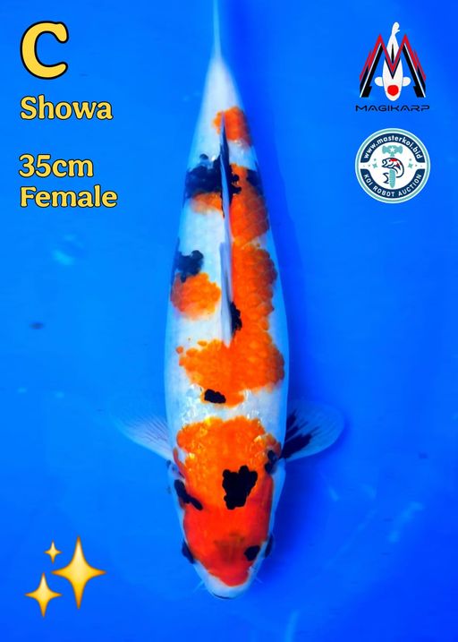 Lelang Koi Online, Jual Beli Ikan Koi, Pusat Jual Beli Koi, Info Lelang Koi Hari Ini, Platform Jual Beli Koi, Jual Beli Ikan Koi Online, Marketplace Ikan Koi, Jual Koi Terbaik, Tempat Beli Koi Berkualitas, Pasar Ikan Koi Online Terpercaya, Penjual Ikan Koi Terpercaya, Beli Koi Hias Online, Ikan Koi untuk Dijual, Koi Kualitas Terbaik, Toko Online Ikan Koi, Koi Hias Untuk Dijual, Jual Beli Ikan Koi Lokal, Koi Indonesia Online, Pusat Jual Beli Koi Terbesar