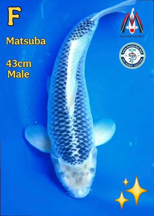 Lelang Koi Online, Jual Beli Ikan Koi, Pusat Jual Beli Koi, Info Lelang Koi Hari Ini, Platform Jual Beli Koi, Jual Beli Ikan Koi Online, Marketplace Ikan Koi, Jual Koi Terbaik, Tempat Beli Koi Berkualitas, Pasar Ikan Koi Online Terpercaya, Penjual Ikan Koi Terpercaya, Beli Koi Hias Online, Ikan Koi untuk Dijual, Koi Kualitas Terbaik, Toko Online Ikan Koi, Koi Hias Untuk Dijual, Jual Beli Ikan Koi Lokal, Koi Indonesia Online, Pusat Jual Beli Koi Terbesar