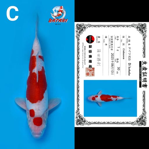 Lelang Koi Online, Jual Beli Ikan Koi, Pusat Jual Beli Koi, Info Lelang Koi Hari Ini, Platform Jual Beli Koi, Jual Beli Ikan Koi Online, Marketplace Ikan Koi, Jual Koi Terbaik, Tempat Beli Koi Berkualitas, Pasar Ikan Koi Online Terpercaya, Penjual Ikan Koi Terpercaya, Beli Koi Hias Online, Ikan Koi untuk Dijual, Koi Kualitas Terbaik, Toko Online Ikan Koi, Koi Hias Untuk Dijual, Jual Beli Ikan Koi Lokal, Koi Indonesia Online, Pusat Jual Beli Koi Terbesar