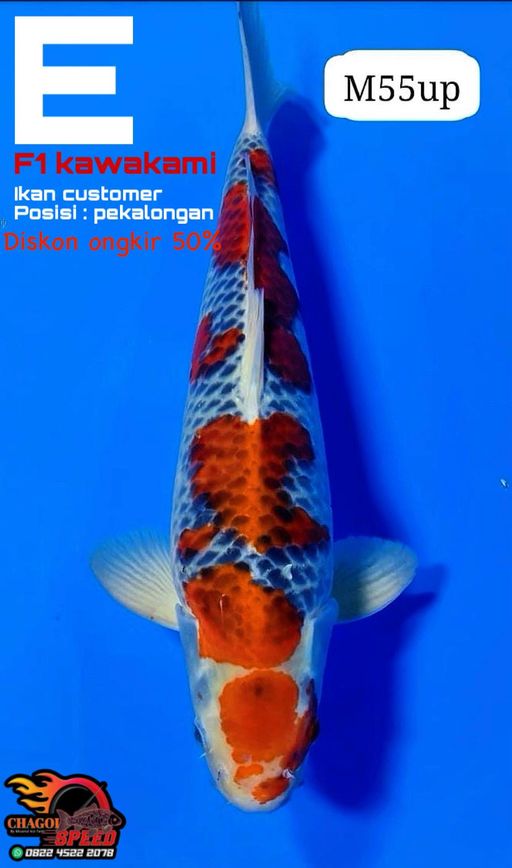 Lelang Koi Online, Jual Beli Ikan Koi, Pusat Jual Beli Koi, Info Lelang Koi Hari Ini, Platform Jual Beli Koi, Jual Beli Ikan Koi Online, Marketplace Ikan Koi, Jual Koi Terbaik, Tempat Beli Koi Berkualitas, Pasar Ikan Koi Online Terpercaya, Penjual Ikan Koi Terpercaya, Beli Koi Hias Online, Ikan Koi untuk Dijual, Koi Kualitas Terbaik, Toko Online Ikan Koi, Koi Hias Untuk Dijual, Jual Beli Ikan Koi Lokal, Koi Indonesia Online, Pusat Jual Beli Koi Terbesar