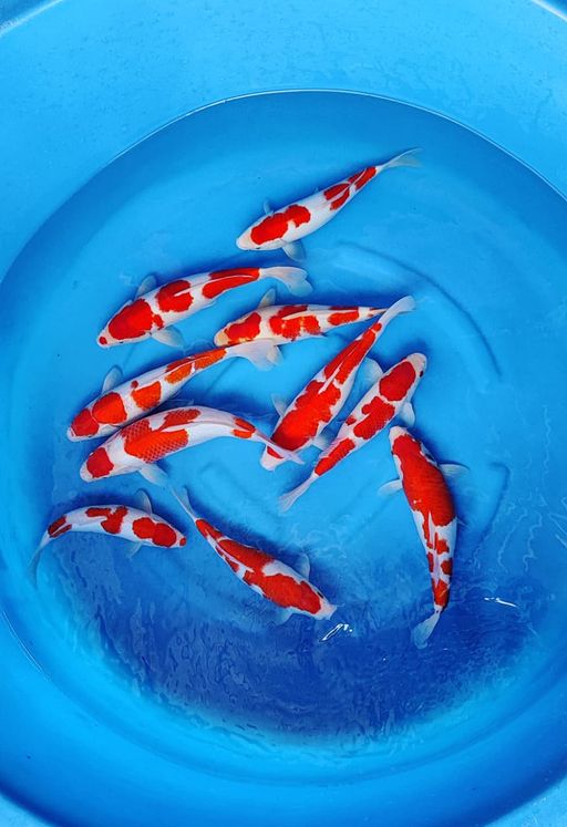 Lelang Koi Online, Jual Beli Ikan Koi, Pusat Jual Beli Koi, Info Lelang Koi Hari Ini, Platform Jual Beli Koi, Jual Beli Ikan Koi Online, Marketplace Ikan Koi, Jual Koi Terbaik, Tempat Beli Koi Berkualitas, Pasar Ikan Koi Online Terpercaya, Penjual Ikan Koi Terpercaya, Beli Koi Hias Online, Ikan Koi untuk Dijual, Koi Kualitas Terbaik, Toko Online Ikan Koi, Koi Hias Untuk Dijual, Jual Beli Ikan Koi Lokal, Koi Indonesia Online, Pusat Jual Beli Koi Terbesar