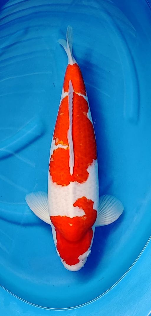 Lelang Koi Online, Jual Beli Ikan Koi, Pusat Jual Beli Koi, Info Lelang Koi Hari Ini, Platform Jual Beli Koi, Jual Beli Ikan Koi Online, Marketplace Ikan Koi, Jual Koi Terbaik, Tempat Beli Koi Berkualitas, Pasar Ikan Koi Online Terpercaya, Penjual Ikan Koi Terpercaya, Beli Koi Hias Online, Ikan Koi untuk Dijual, Koi Kualitas Terbaik, Toko Online Ikan Koi, Koi Hias Untuk Dijual, Jual Beli Ikan Koi Lokal, Koi Indonesia Online, Pusat Jual Beli Koi Terbesar